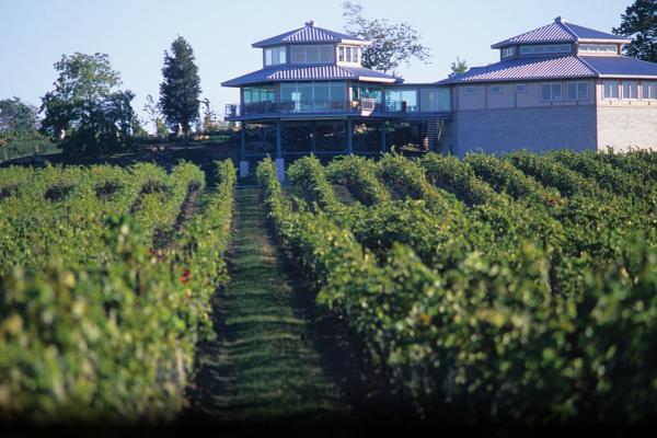 A vineyard and winery in Niagara