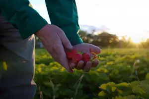 Berries shot by Twenty Two Media for Berry Growers of Ontario.