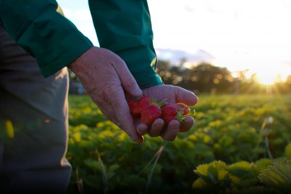 Berries shot by Twenty Two Media for Berry Growers of Ontario.