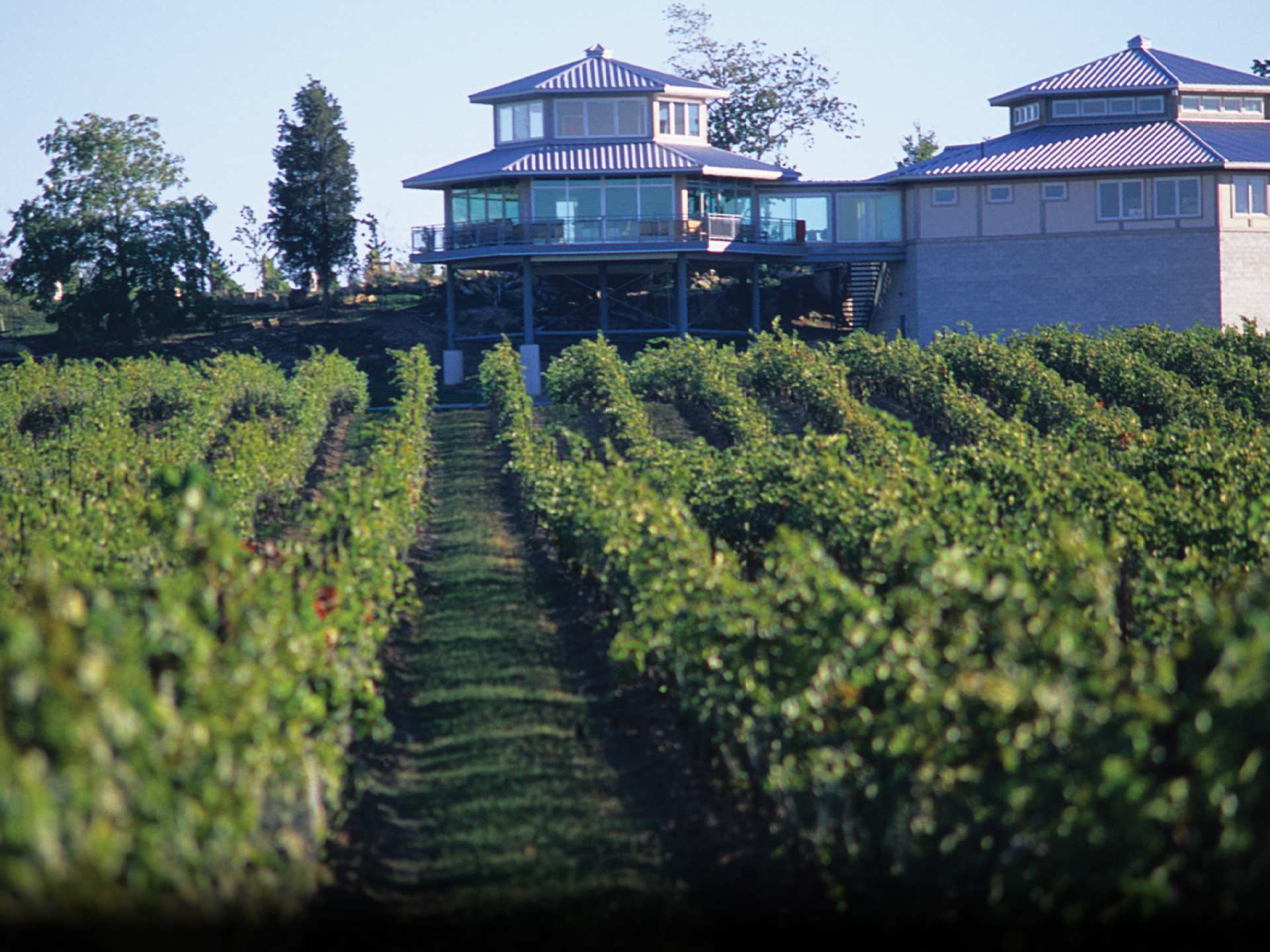 A vineyard and winery in Niagara