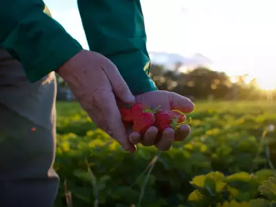 Berries shot by Twenty Two Media for Berry Growers of Ontario.