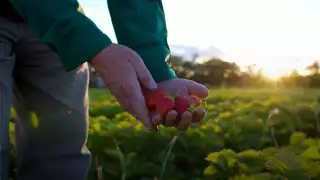 Berries shot by Twenty Two Media for Berry Growers of Ontario.