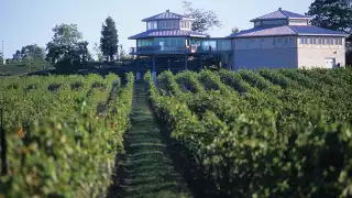 A vineyard and winery in Niagara