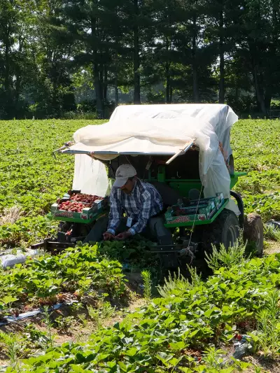A berry farmer in the field shot by Twenty Two Media for Berry Growers of Ontario.